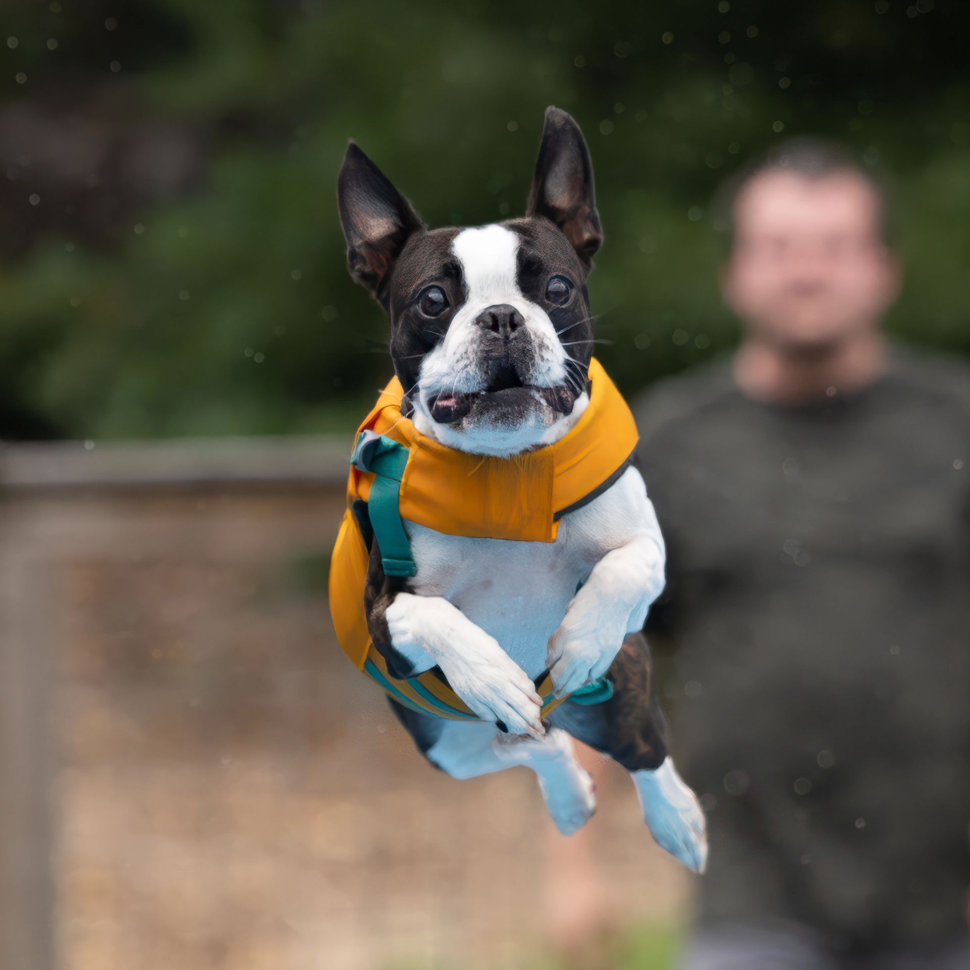 Dock diving action photography at Splash Town Warwick